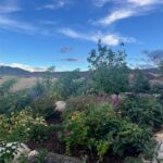 psychedelic assisted therapy