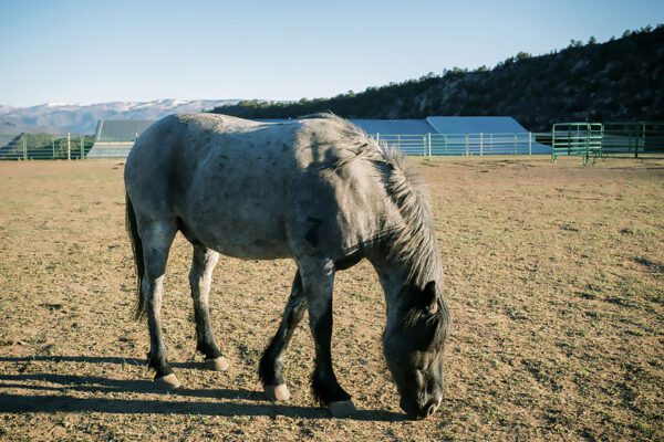 horses 4winds